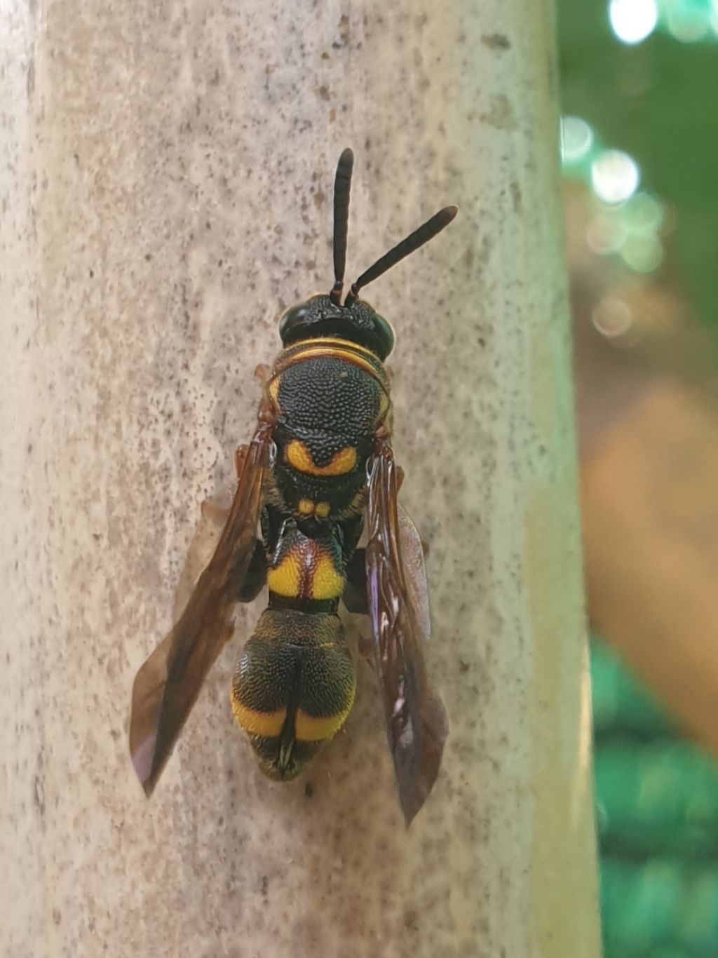 Leucospidae che attenzionano un nido di Isodontia mexicana